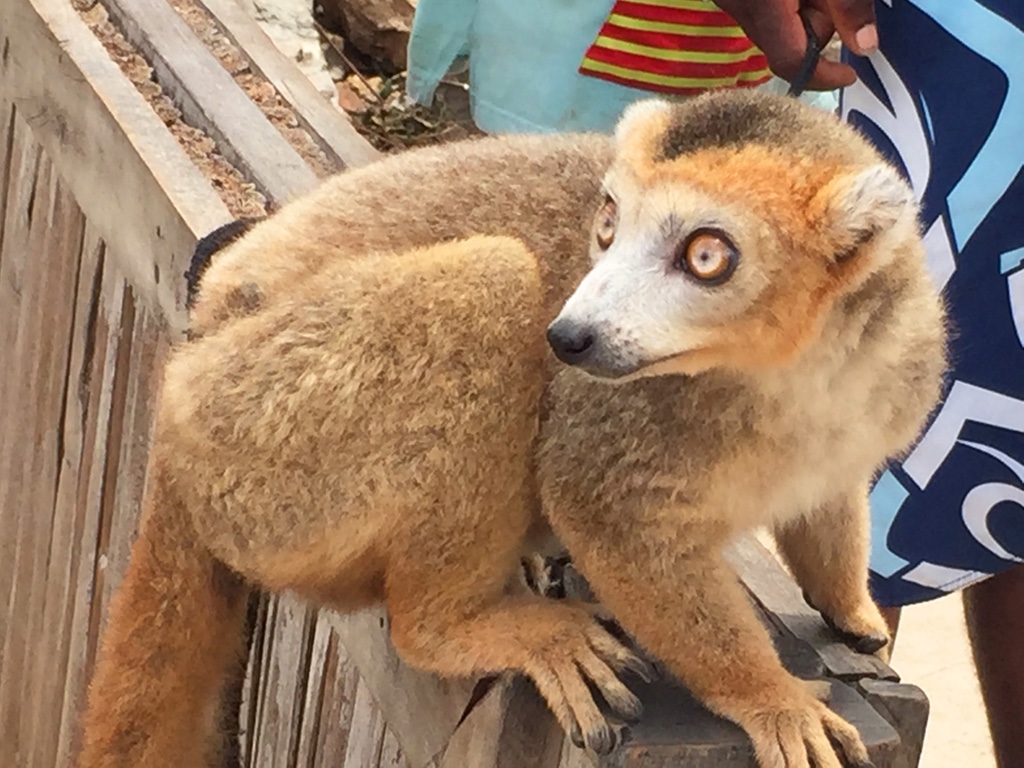 Lemur, Ramena, Madagascar (IMG_2184 edited)_edited-1