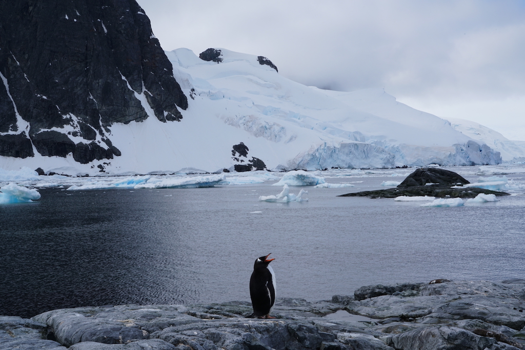 Gentoo penguin on Pleneau Island