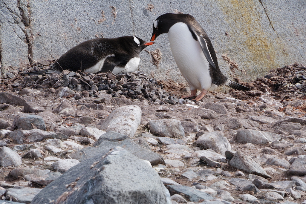 Gentoo penguin pair care for their egg on the rock nest 