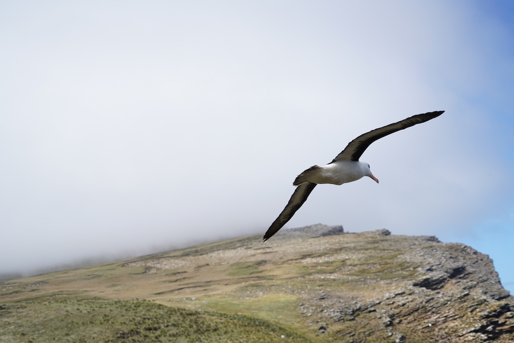 cliffs and albatross