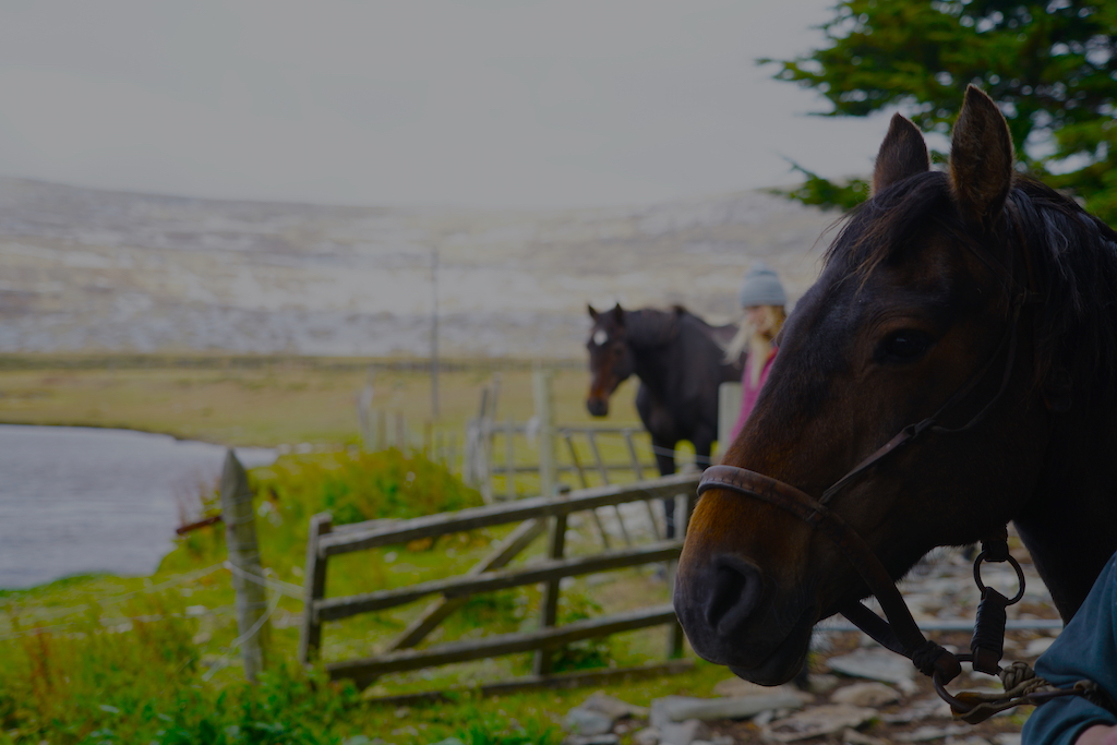 Falkland Horses